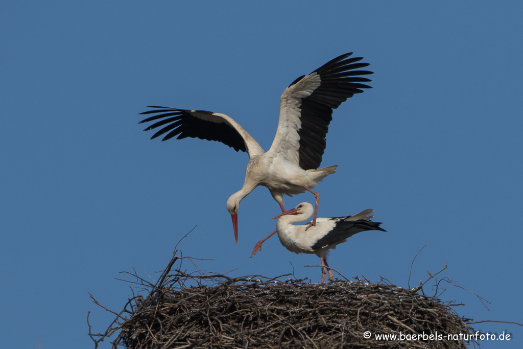 Weissstorch