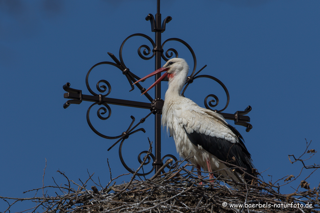 Weissstorch