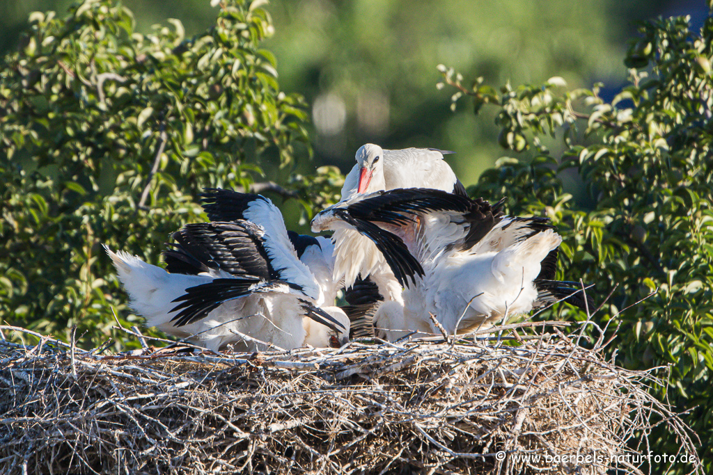 Weissstorch