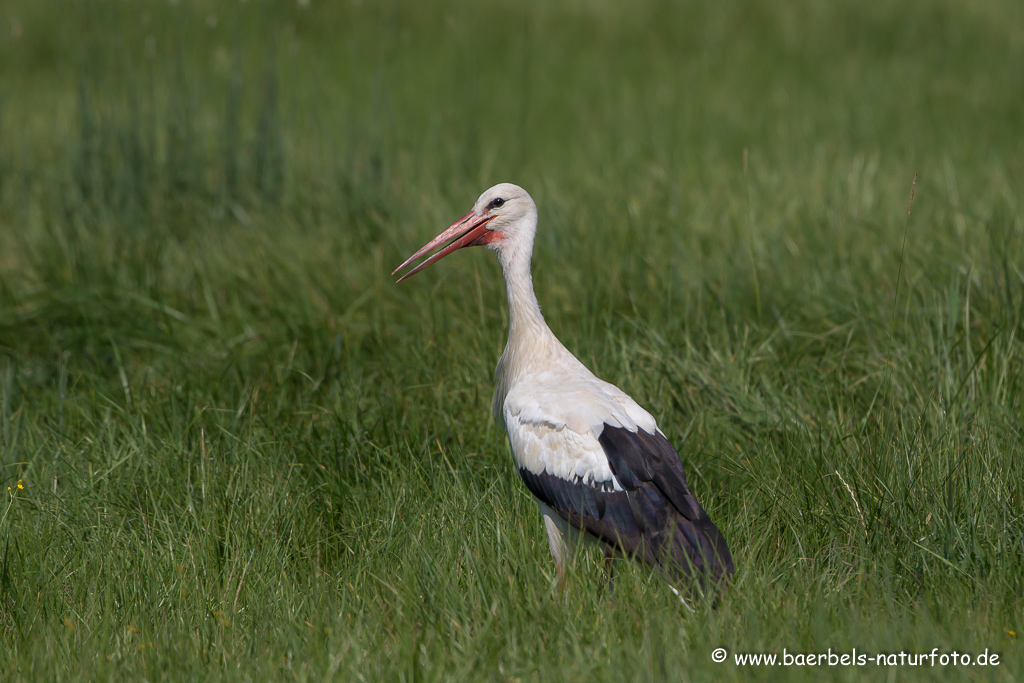 Weissstorch