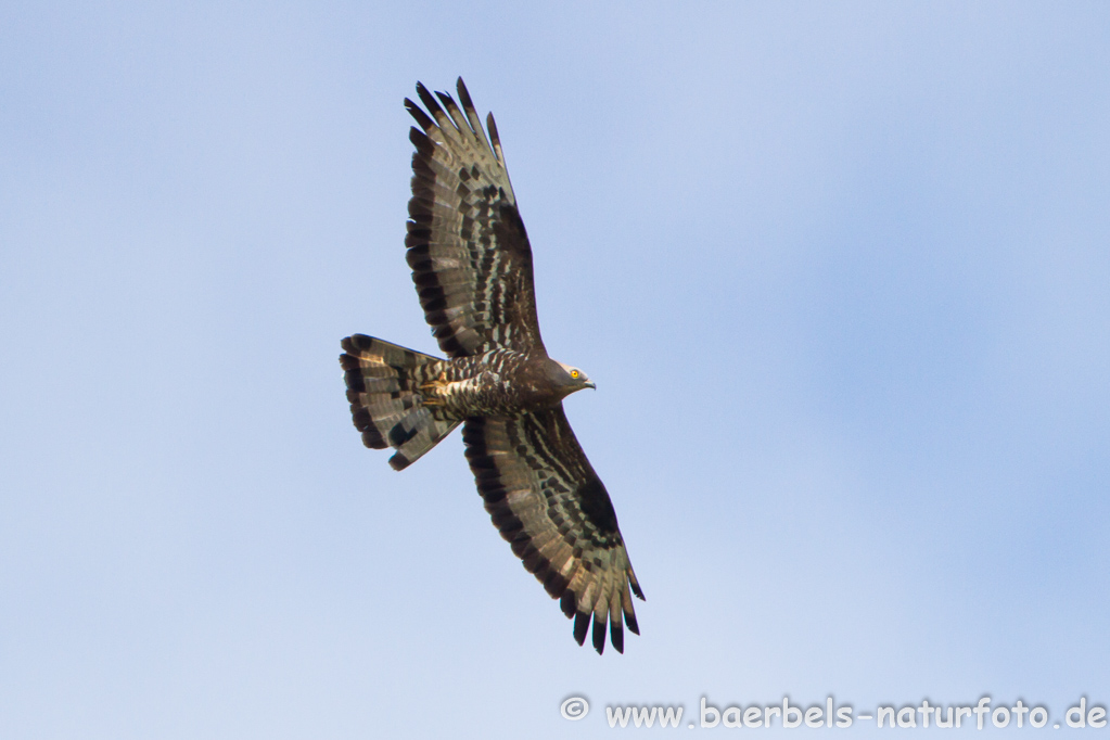 Wespenbussard