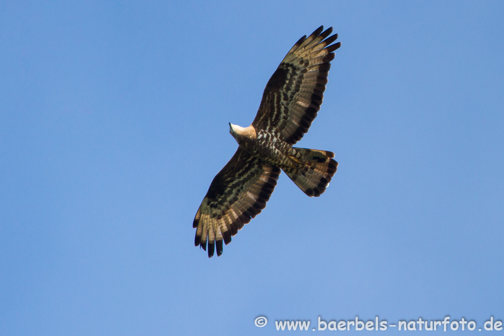 Wespenbussard