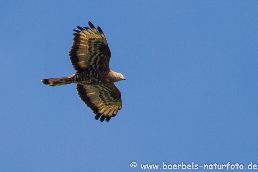 Wespenbussard