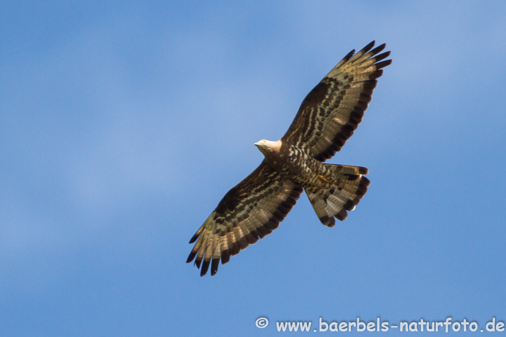 Wespenbussard