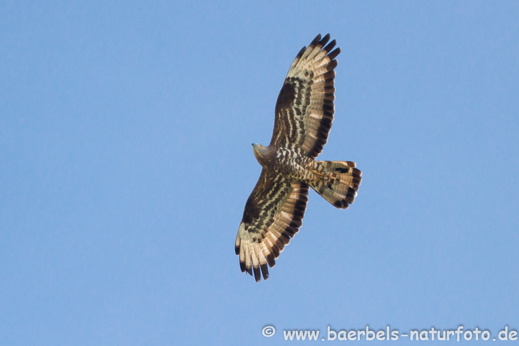 Wespenbussard