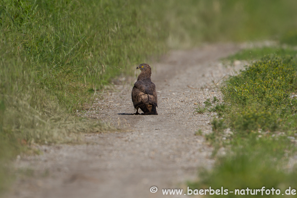 Wespenbussard