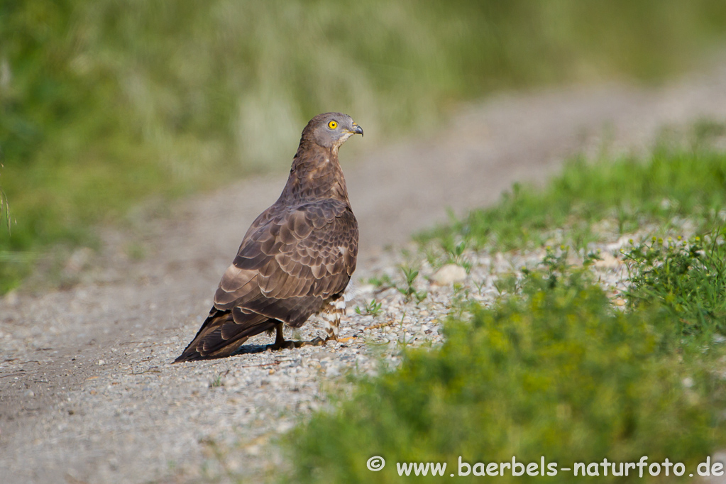 Wespenbussard