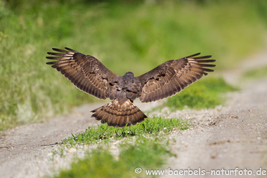 Wespenbussard