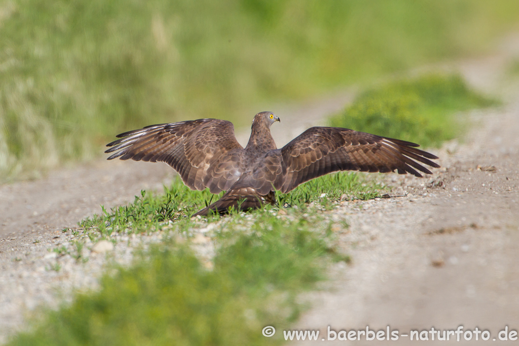 Wespenbussard