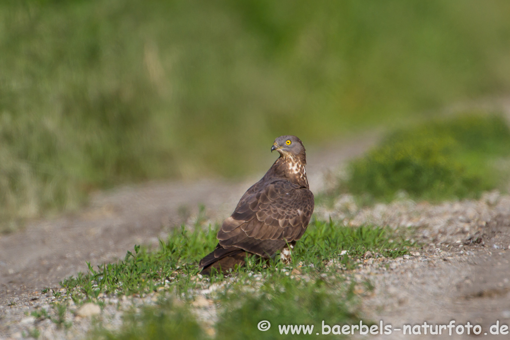 Wespenbussard