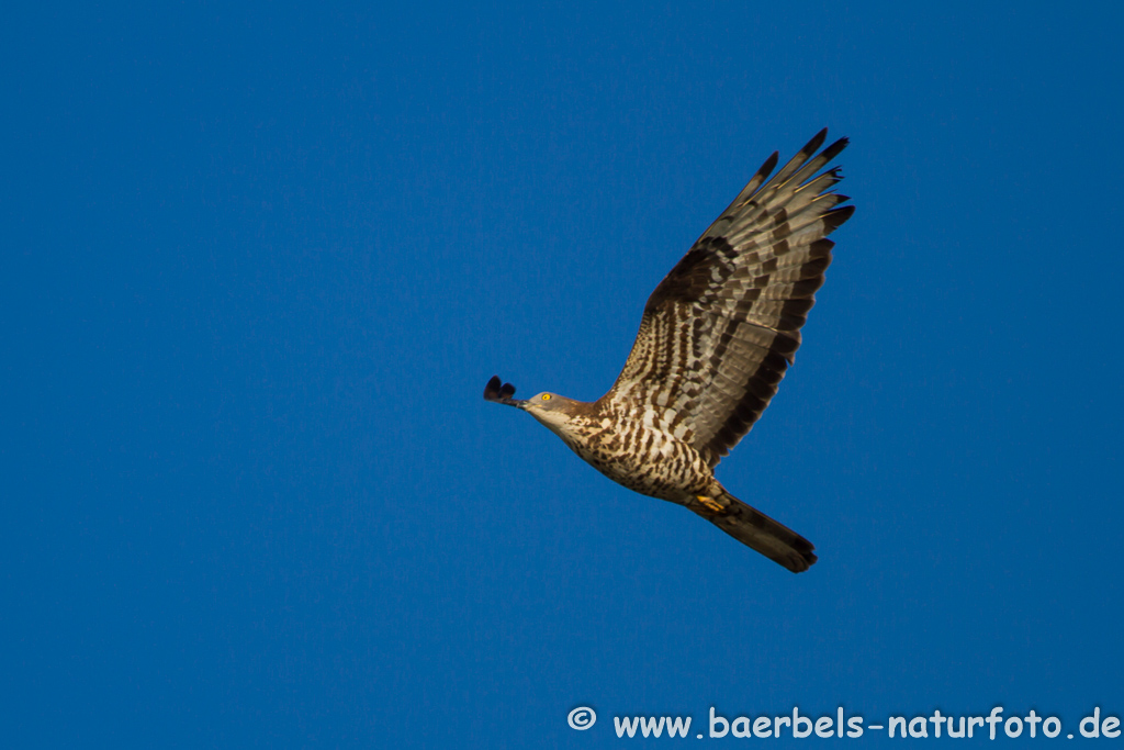 Wespenbussard