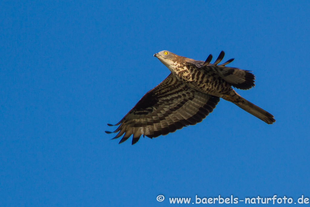 Wespenbussard