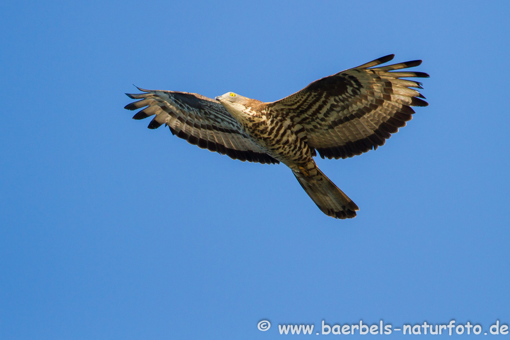 Wespenbussard