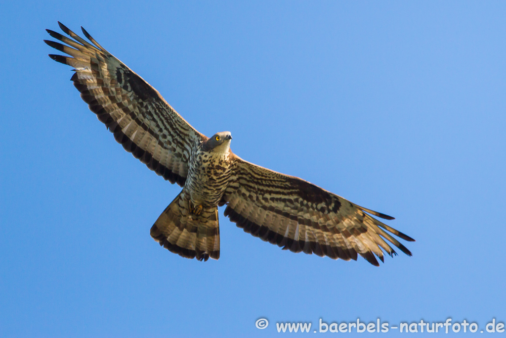 Wespenbussard