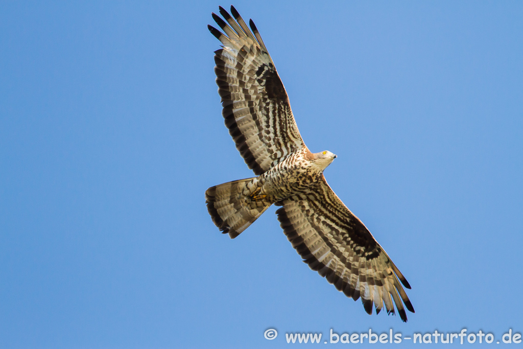 Wespenbussard