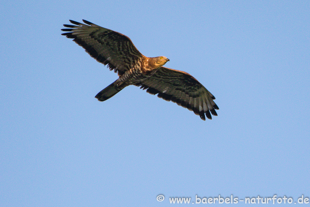 Wespenbussard