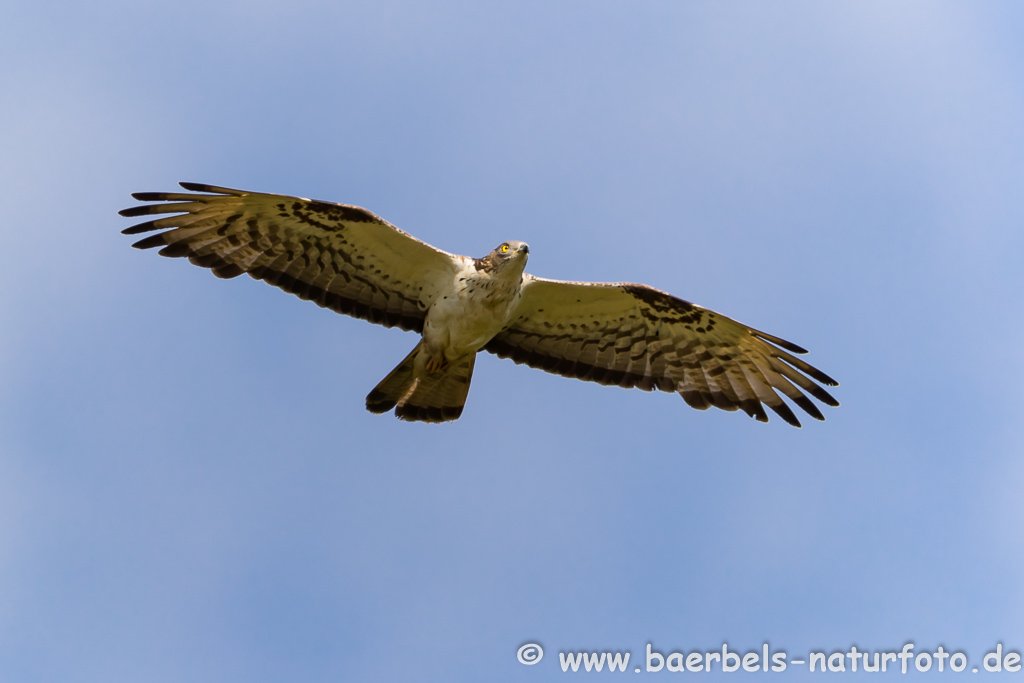 Wespenbussard