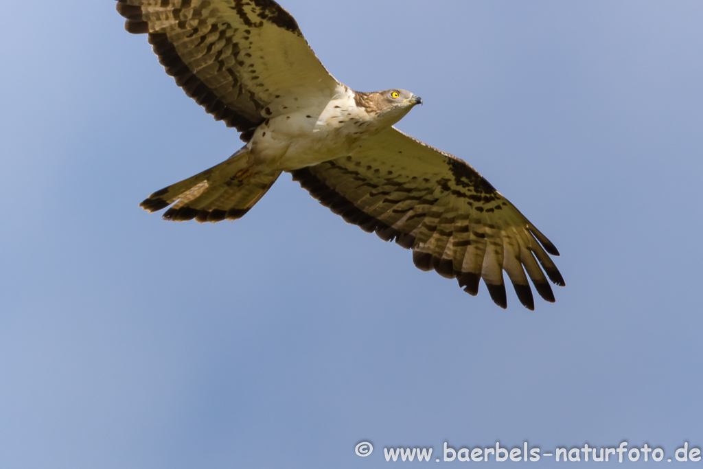 Wespenbussard