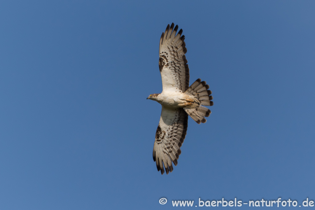 Wespenbussard