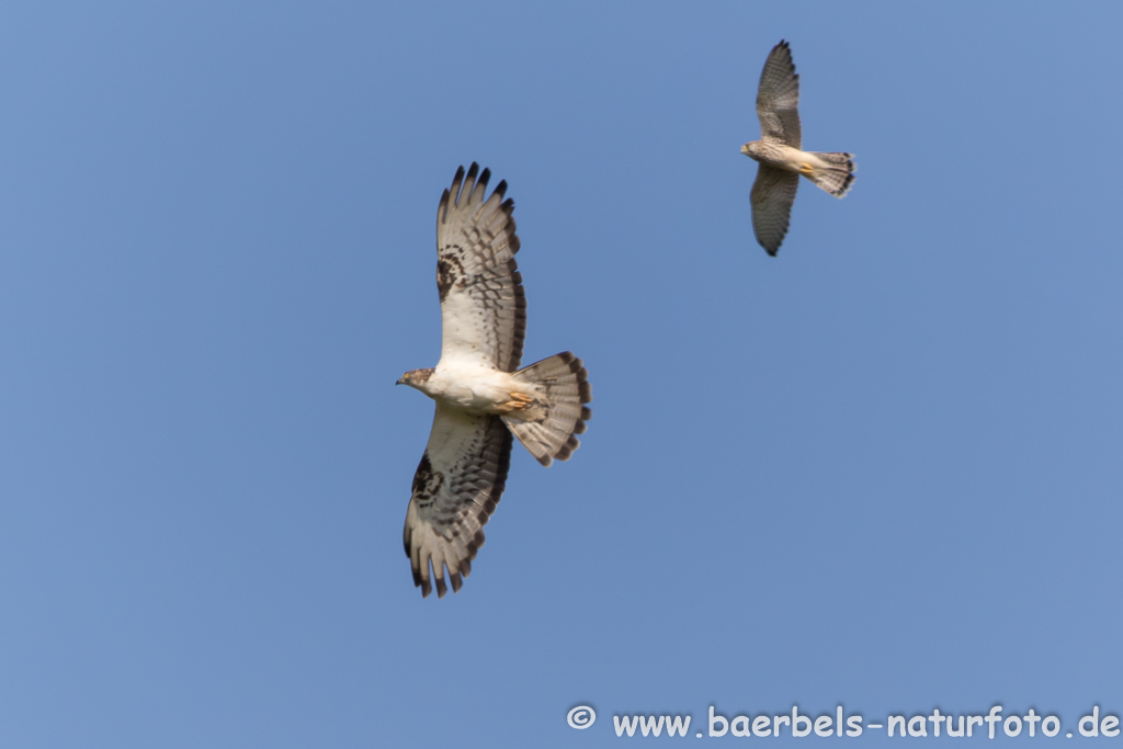 Wespenbussard