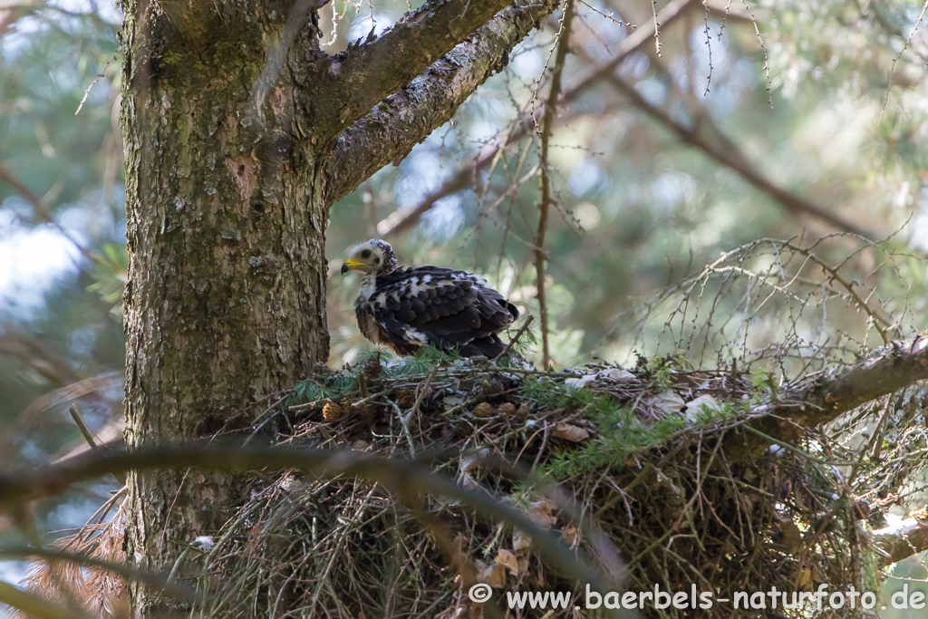 Wespenbussard