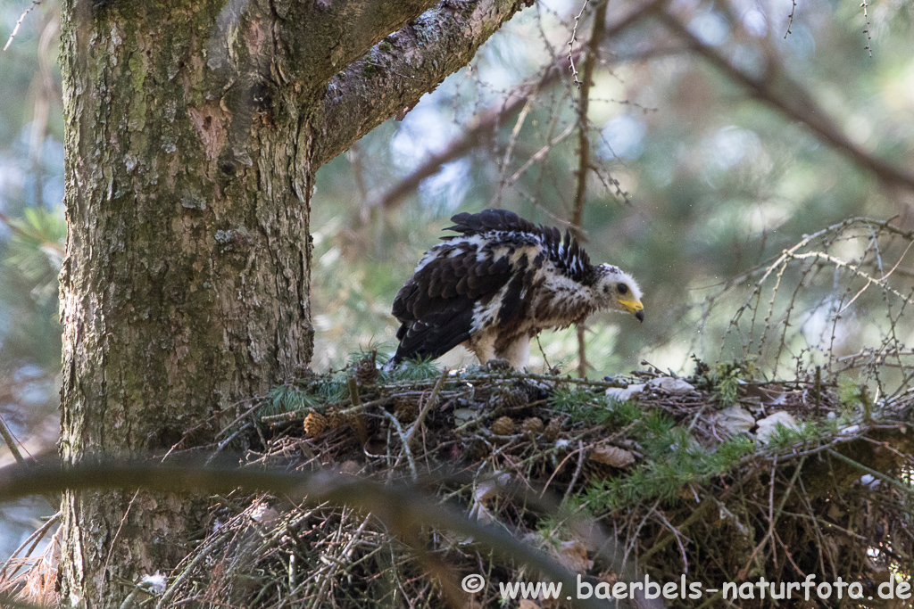 Wespenbussard