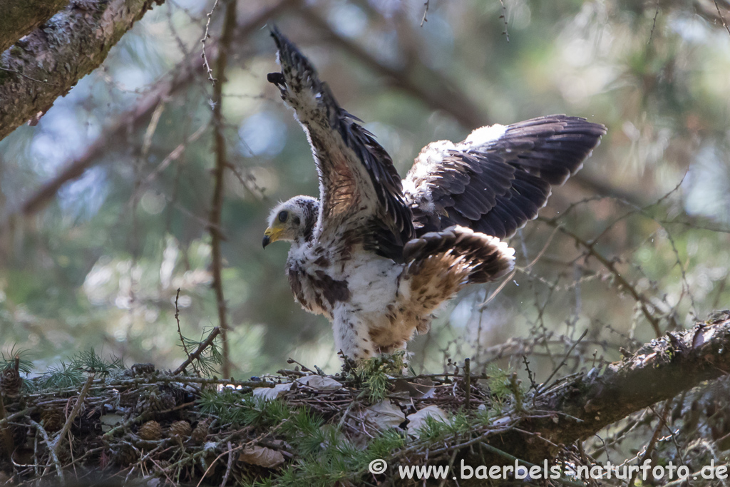 Wespenbussard