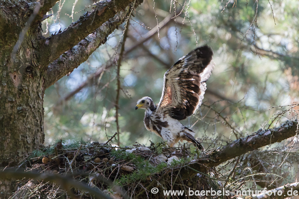 Wespenbussard