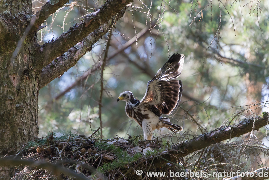 Wespenbussard