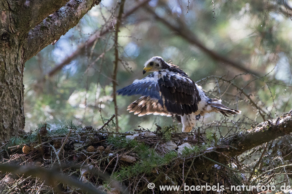 Wespenbussard