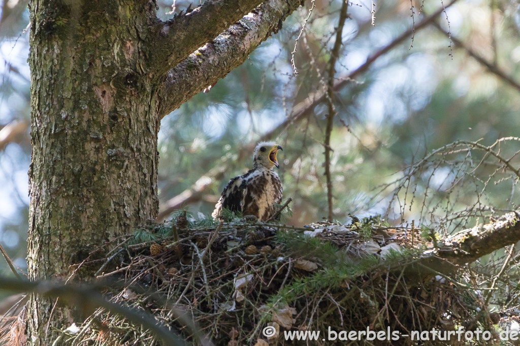 Wespenbussard