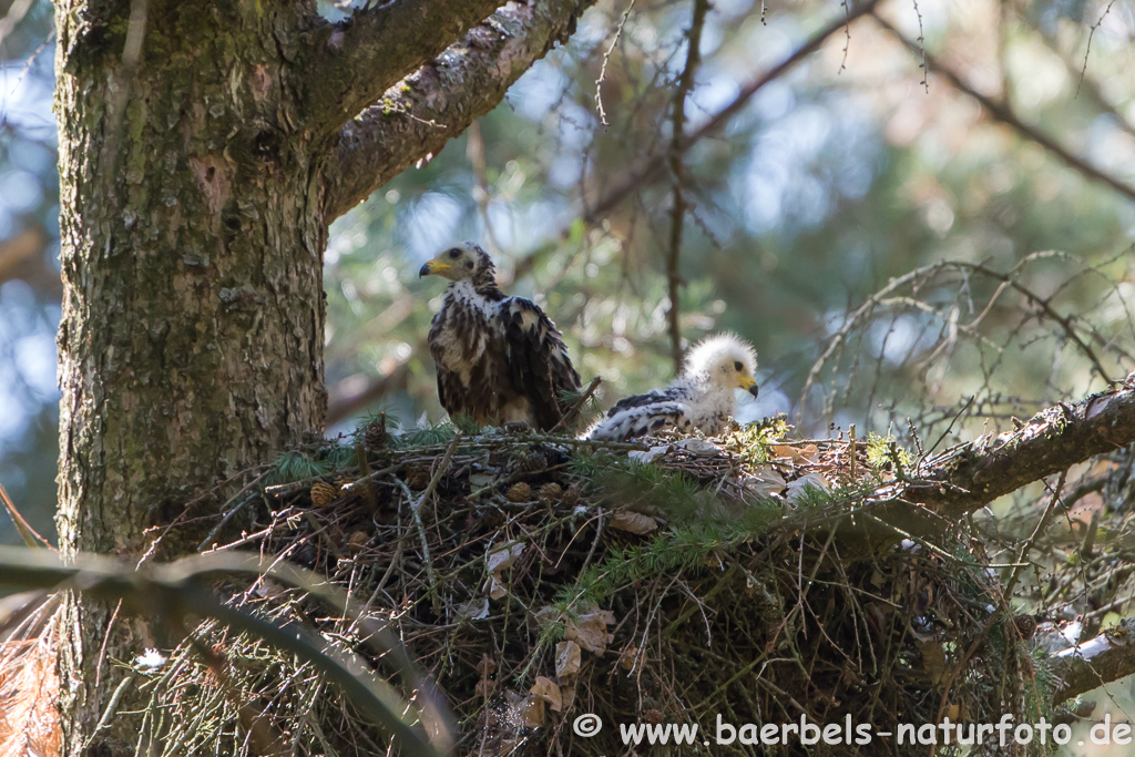 Wespenbussard