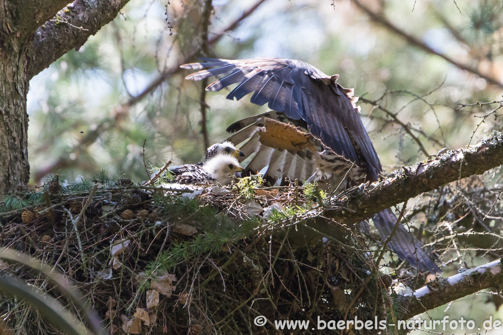 Wespenbussard