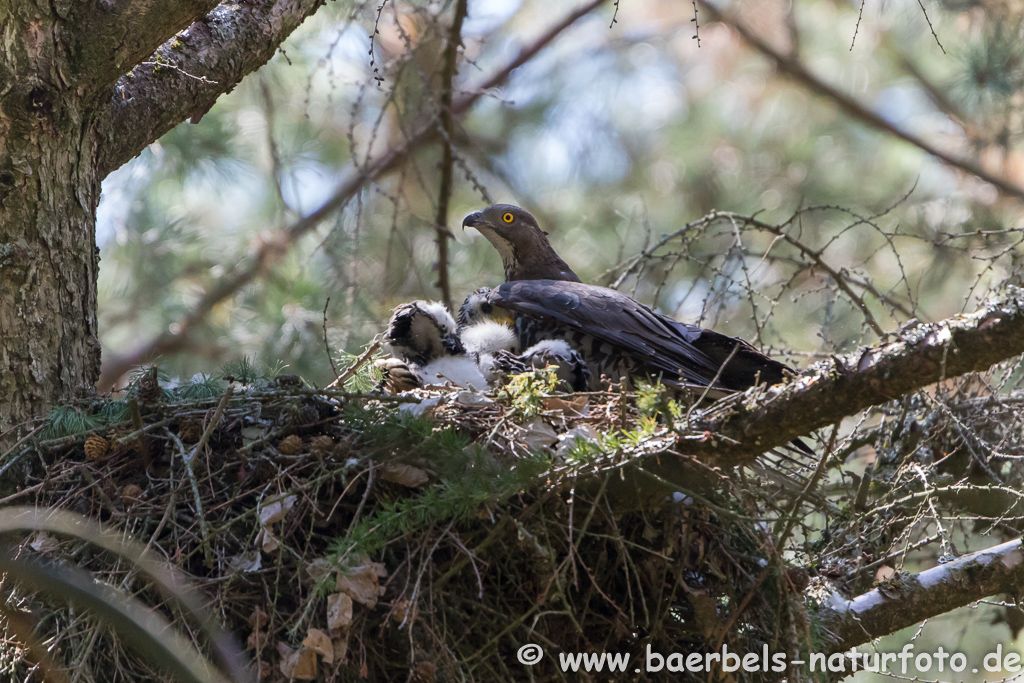 Wespenbussard