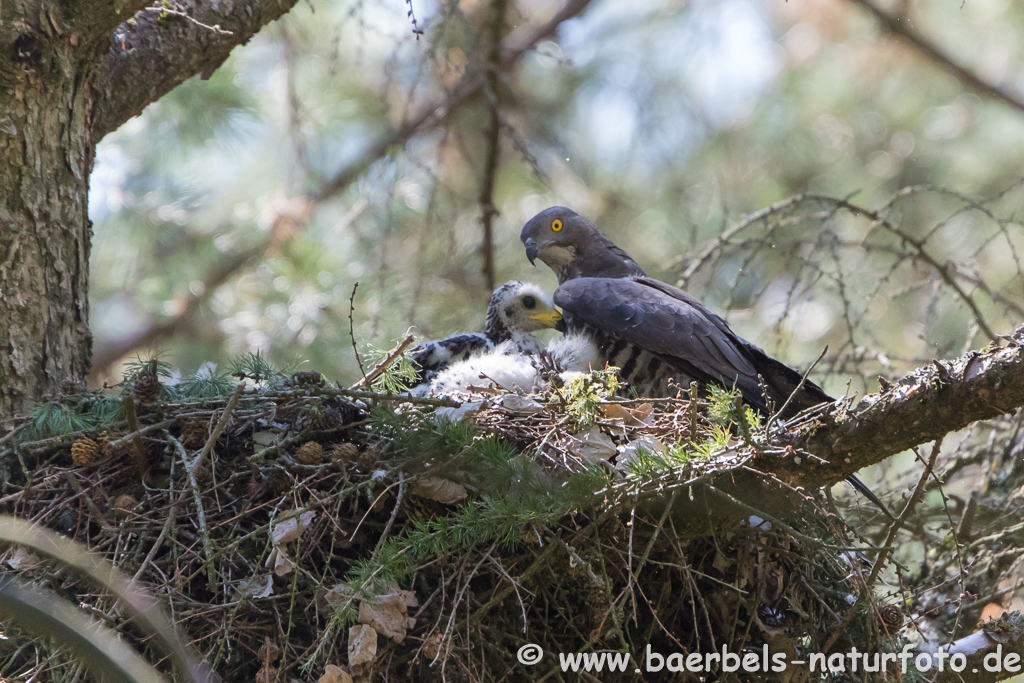 Wespenbussard