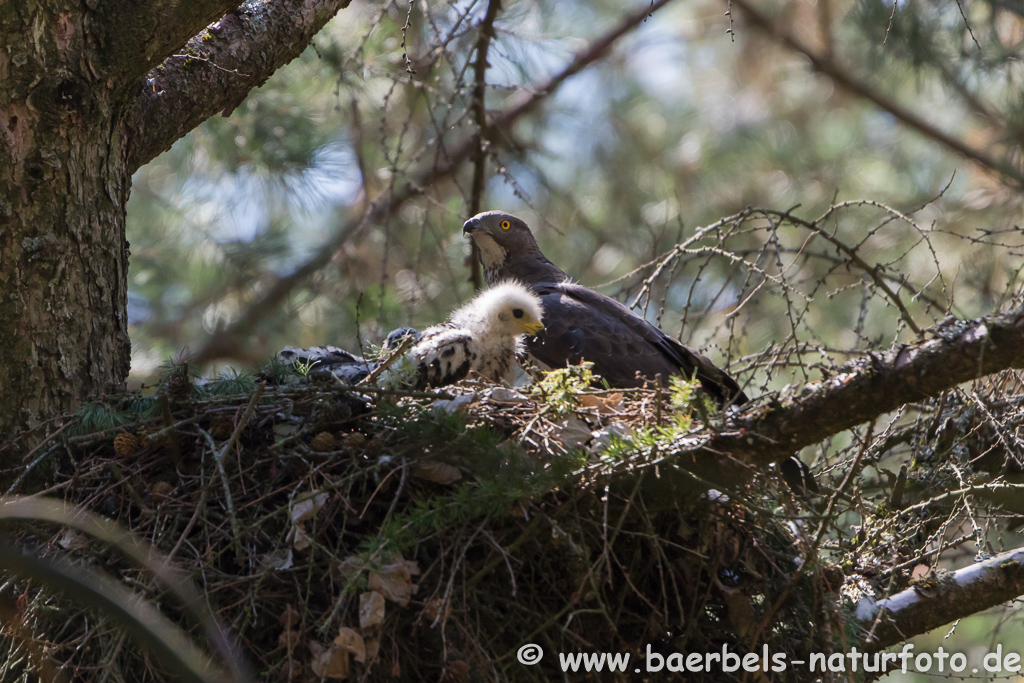 Wespenbussard