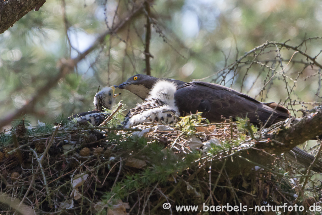 Wespenbussard