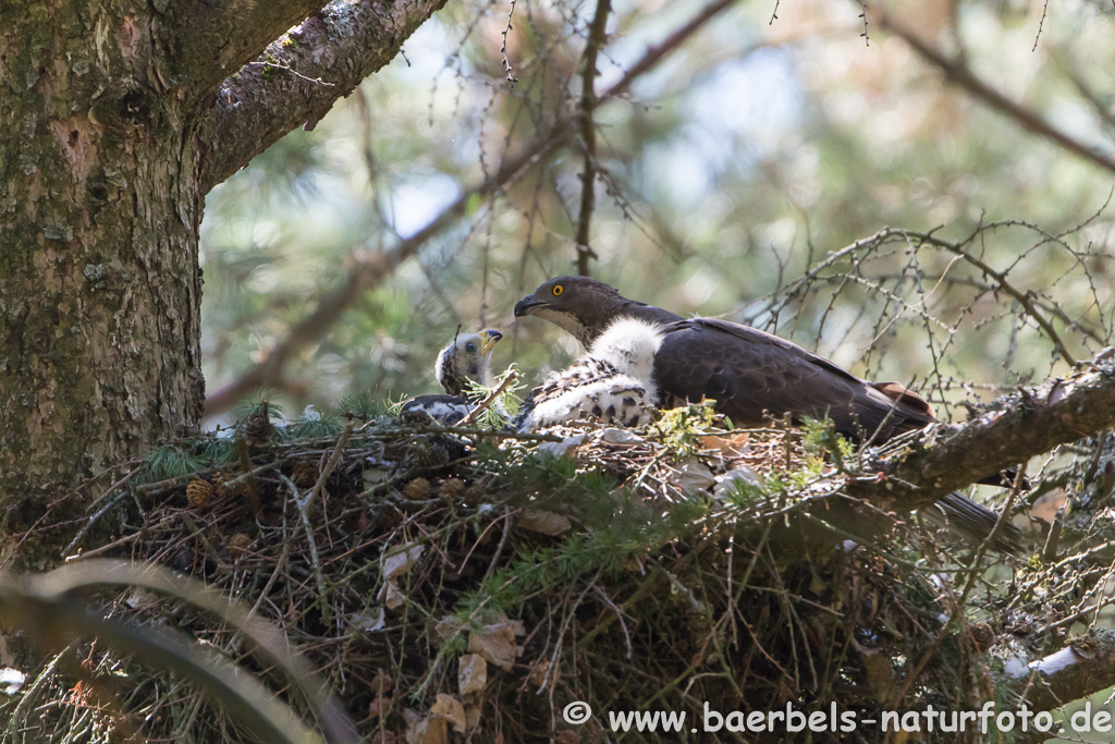 Wespenbussard