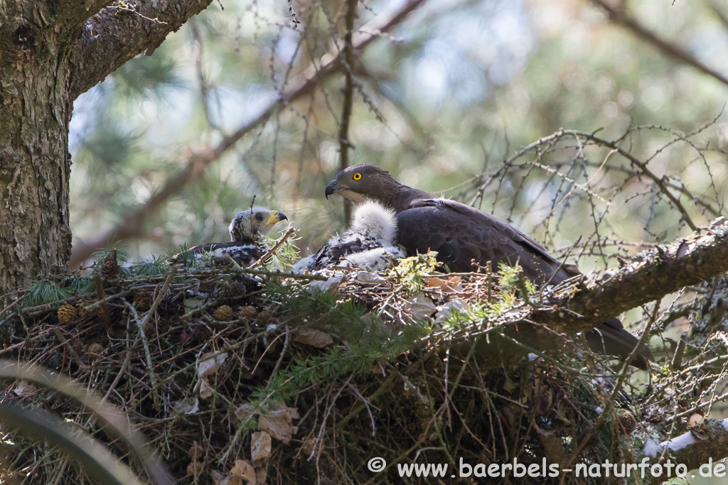 Wespenbussard