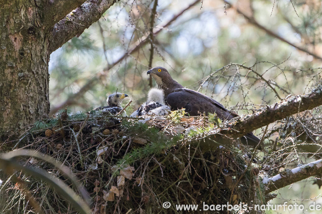 Wespenbussard