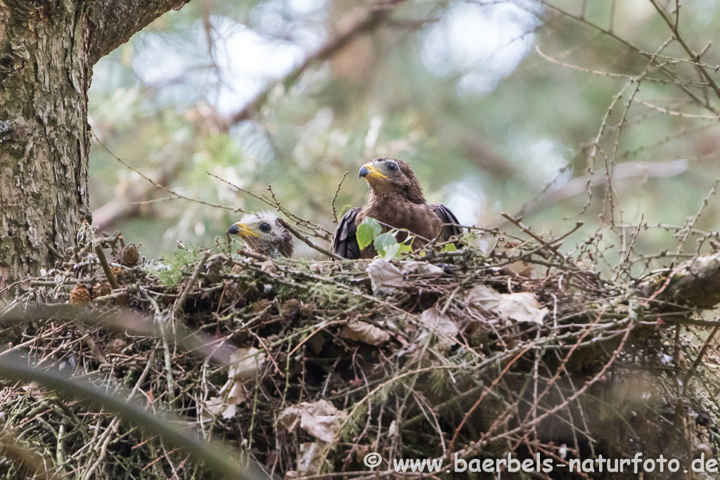 Wespenbussard