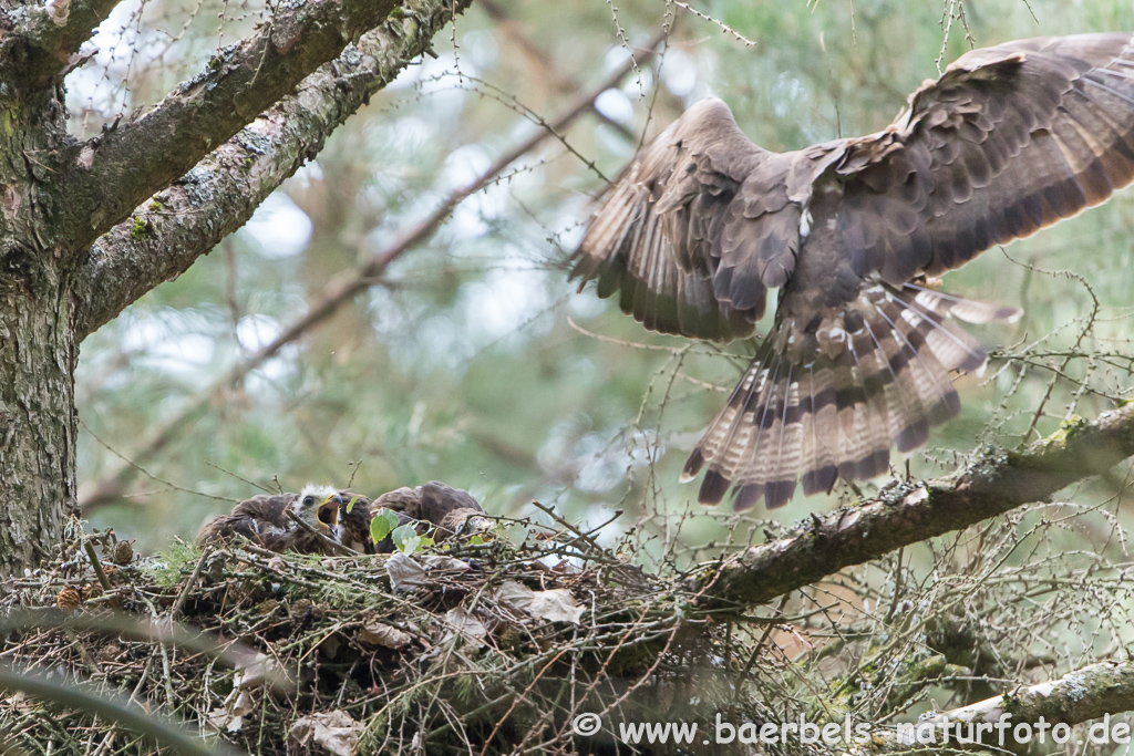 Wespenbussard