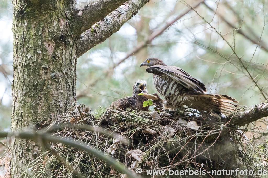 Wespenbussard