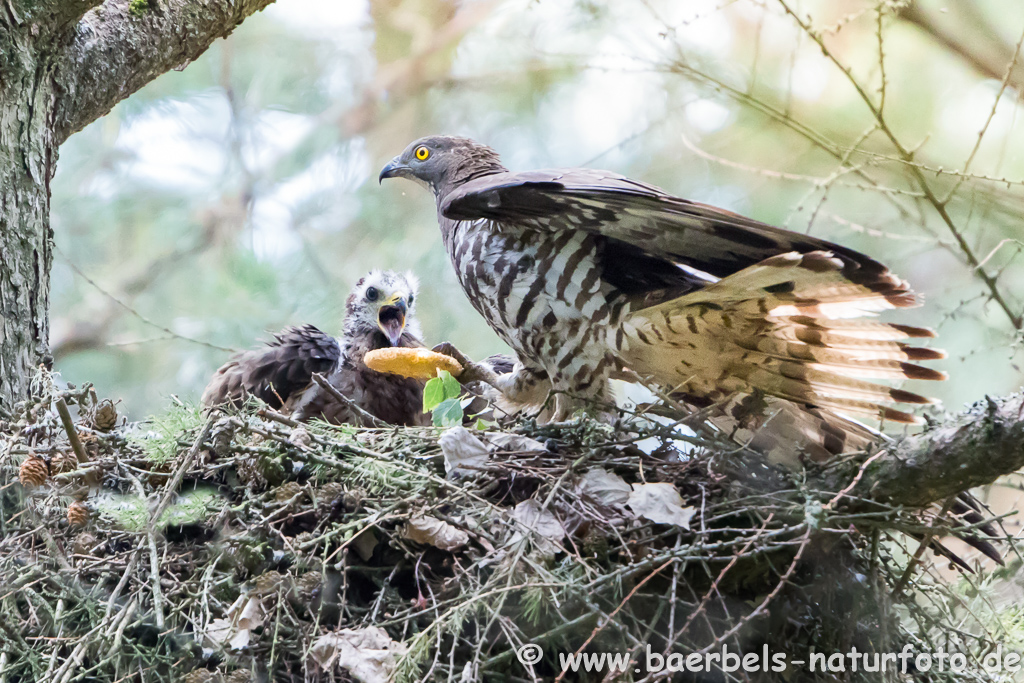 Wespenbussard