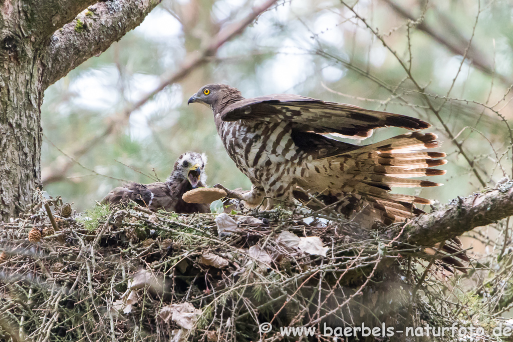 Wespenbussard