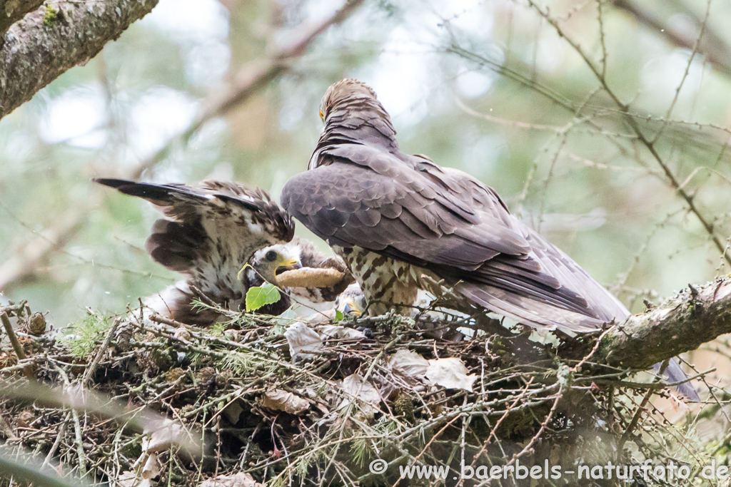 Wespenbussard