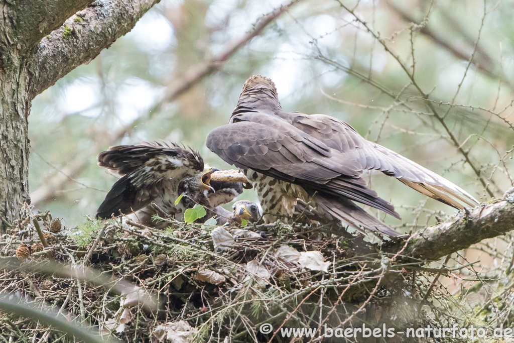 Wespenbussard