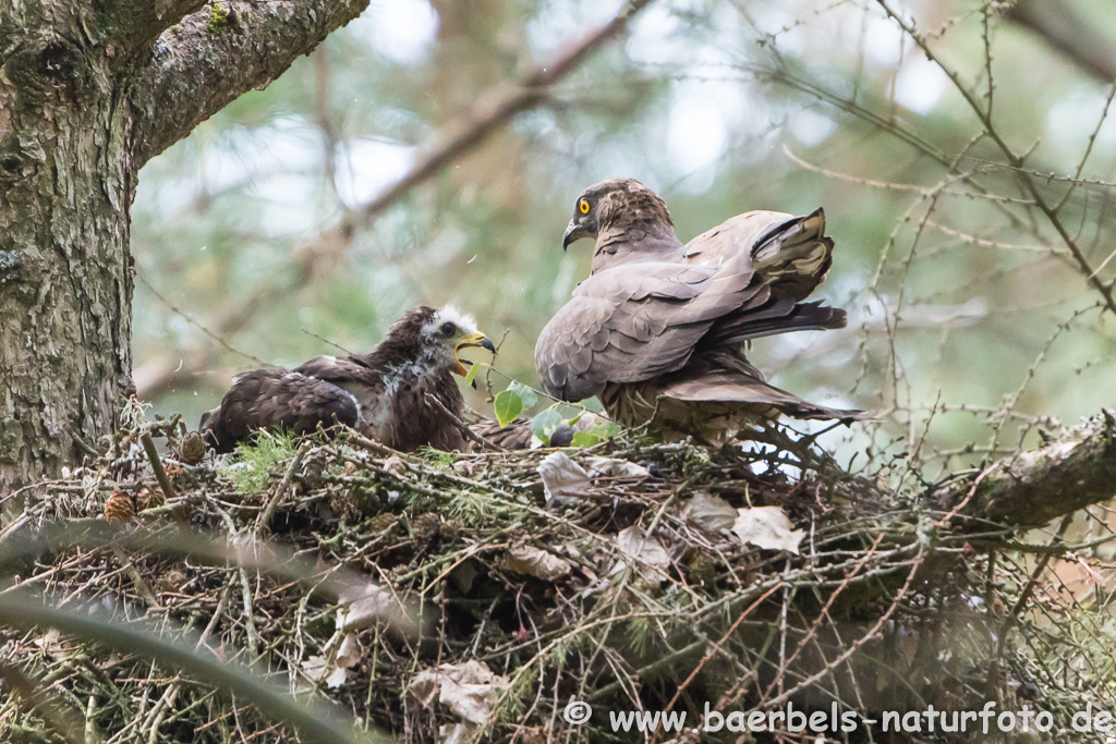 Wespenbussard