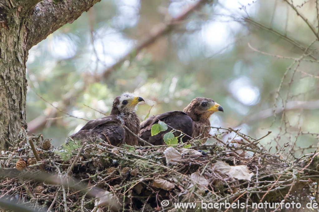 Wespenbussard