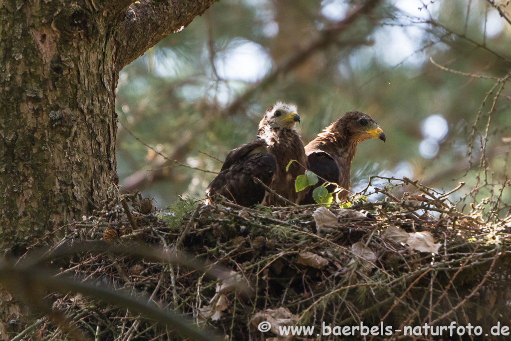 Wespenbussard